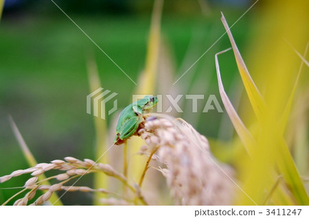 日本黑青蛙和耳朵米 3411247