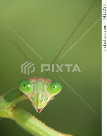 Stock Photo: compound eyes, praying mantis, praying manti