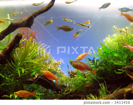 水族館3 水族館3 3411458