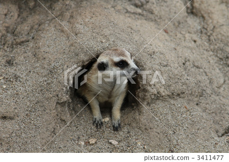 狐獴 狐獴 3411477