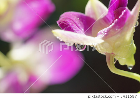 庫克敦蘭花 西方蘭花 粉色鮮花 3411597
