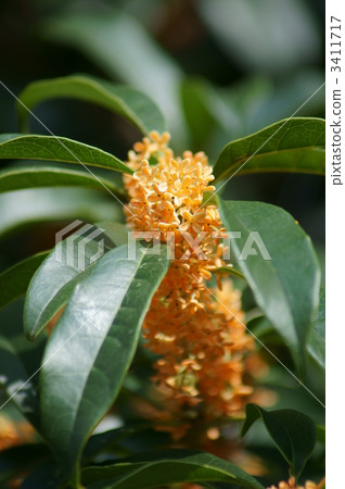 Kanakusu It is a corolla-like incense like sweets 3411717