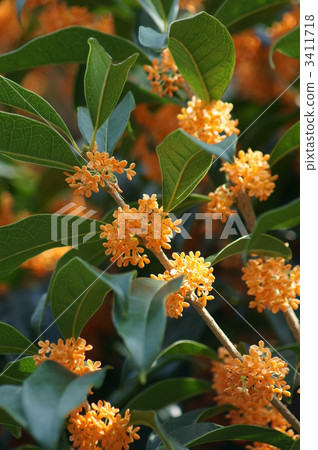 Kanakusu這是一種像糖果一樣的卡羅拉香 3411718