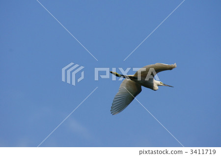 Smaller heron flies to the sky Smaller heron flies to the sky 3411719
