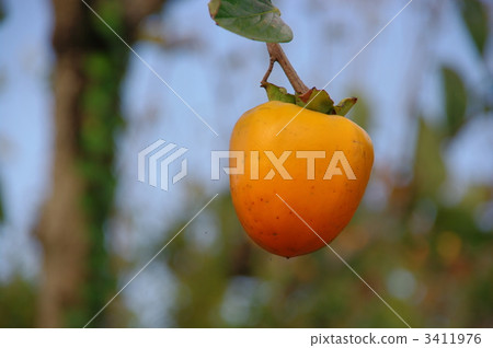 柿子柿子的柿子真正成熟 3411976