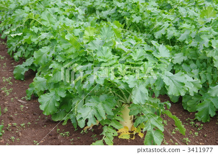 蘿蔔新芽蘿蔔在秋天的成長 蘿蔔新芽蘿蔔在秋天的成長 3411977