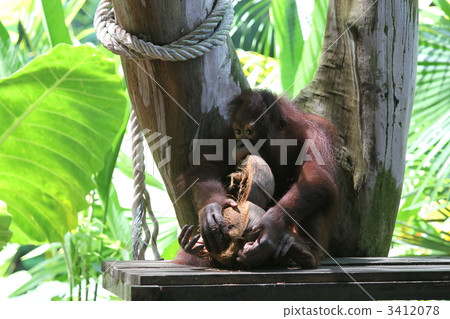 primate, primates, orangutan 3412078