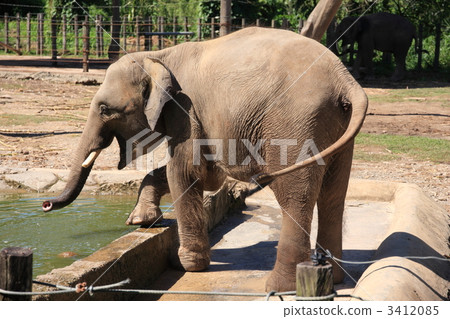 亞洲大像海島婆羅洲 3412085