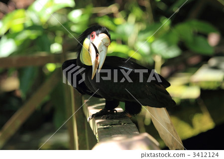 Ostrich Borneo 3412124