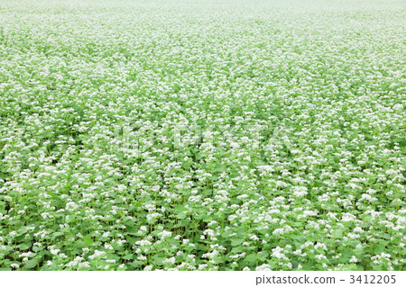 Buckwheat field Buckwheat field 3412205