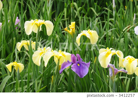 The irises of Komura Park in Kagawa Prefecture 3412257