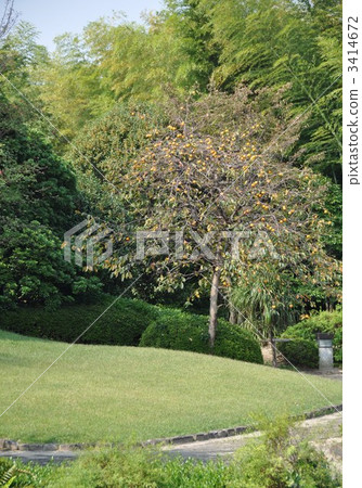 Jyunzeen poetry Izumikaku Tohonoku persimmon Jyunzeen poetry Izumikaku Tohonoku persimmon 3414672