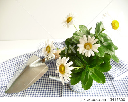 hamagiku, nippon daisy, flower 3415800