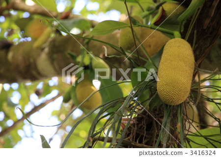 菠蘿蜜 波羅蜜 婆羅洲 3416324