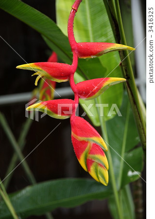 蕉 東南亞 沙巴州 3416325