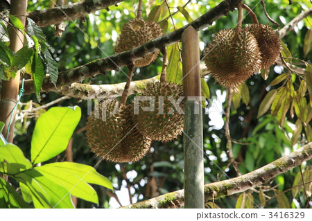 King of fruits Dorian Borneo Island 3416329