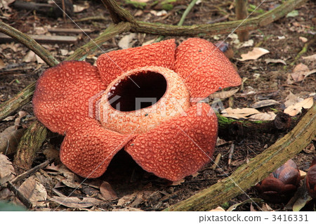 Phantom flower Rafflesia Phantom flower Rafflesia 3416331