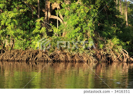 southeast asia, natural heritage, jungle 3416351