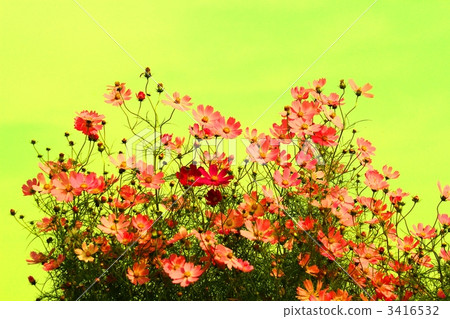 Cosmos Cosmos 3416532