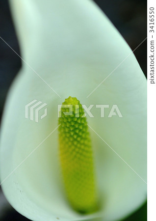 Female sex of water basho Female sex of water basho 3416550