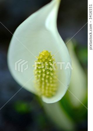 Male sex of water basho Male sex of water basho 3416551