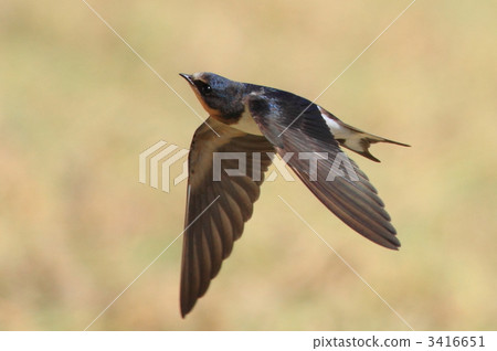 Swallow  3416651
