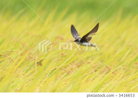 Shooped swallow Shooped swallow 3416653