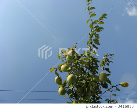 Karin tree Karin tree 3416933