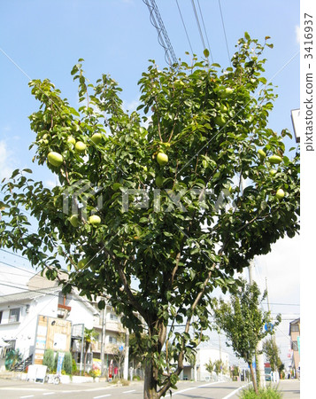 Street tree tree Karin 3416937