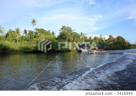 婆羅洲島河野生動物園 3416945
