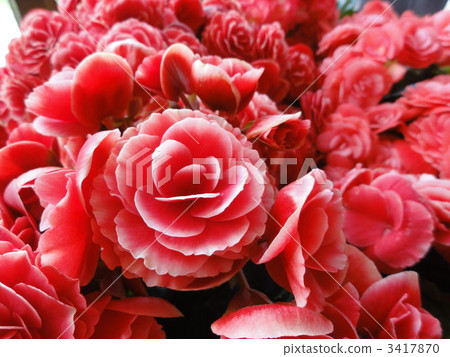 Riggers Begonia Riggers Begonia 3417870