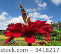 Butterfly and Dutch chrysanthemum 3418217