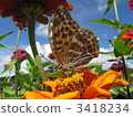 Butterfly and Dutch chrysanthemum 3418234