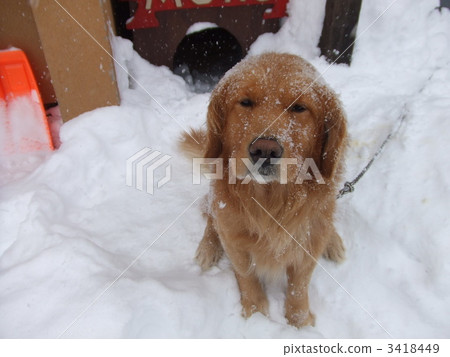 Dog of Niseko Hokkaido Dog of Niseko Hokkaido 3418449