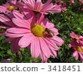 Bee and marigold 3418451
