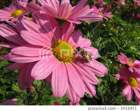 Bee and marigold 3418451