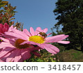 Bee and marigold 3418457