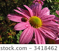 Ladybug and marigold 3418462