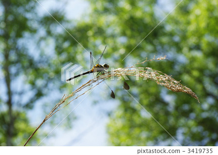 昆蟲 蟲子 漏洞 3419735