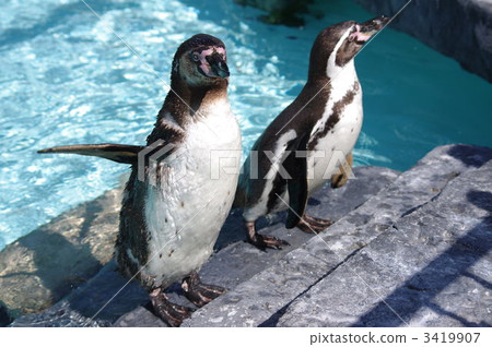 Penguin 3419907