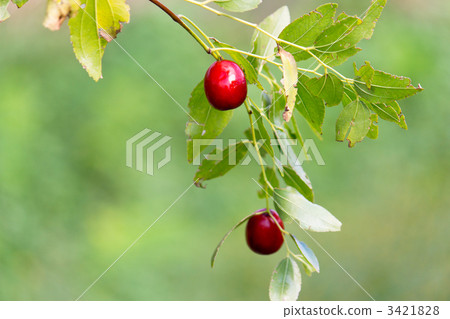 夏目漱石 3421828