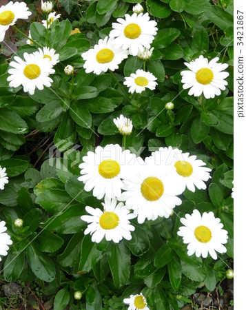 秋天的花朵可愛的小海灘菊花 3421867