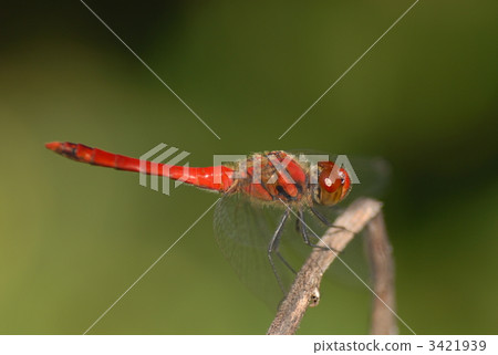 紅蜻蜓 3421939