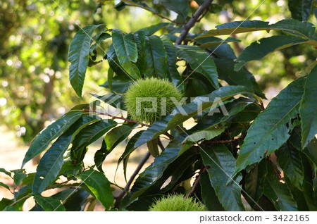 栗子在現實中成長 3422165