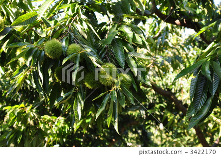 栗子在現實中成長 3422170