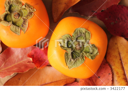 persimmon persimmon 3422177