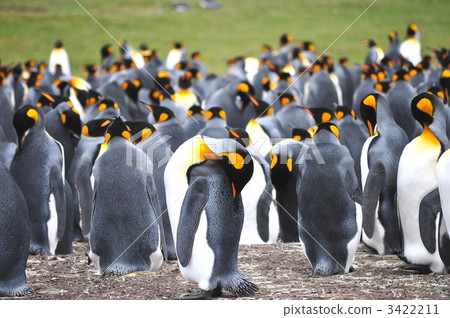 photo : penguin, penguins, king penguin