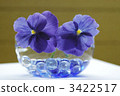 viola, bloom, blossom 3422517
