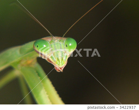 螳螂鍛煉 3422937