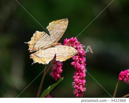 Ishigaya and Tada 3422966